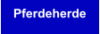 Pferdeherde