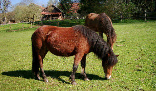 Jule mit Brynja im Hintergrund